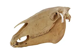 Hippomorpha: Equus caballus, horse