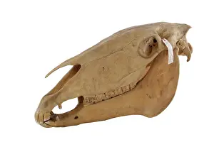 Hippomorpha: Equus caballus, horse