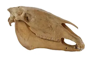 Hippomorpha: Equus caballus, horse