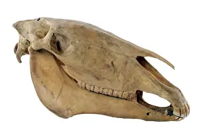 Hippomorpha: Equus caballus, horse