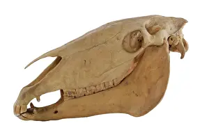Hippomorpha: Equus caballus, horse