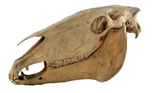 Hippomorpha: Equus caballus, horse