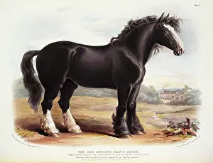 Odd Toed: Equus caballus, horse