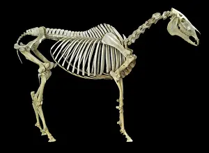 Epitheria: Equus caballus, horse