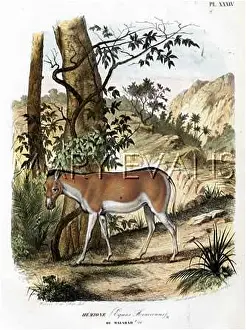 Malabar: EQUUS HEMIONNUS