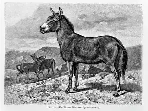 Chisholm: Equus hemionus, Asian wild ass