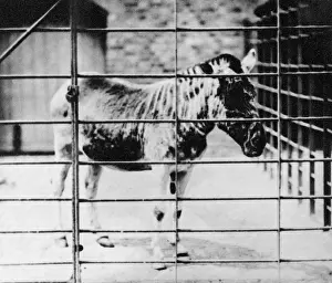 Hippomorpha: Equus quagga, quagga