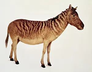 Hippomorpha: Equus quagga, quagga