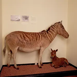 Hippomorpha: Equus quagga, quagga