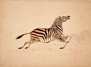 Locomotion: Equus quagga, quagga