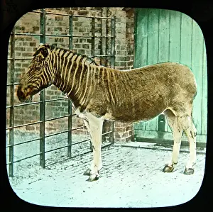 Odd Toed: Equus quagga, quagga