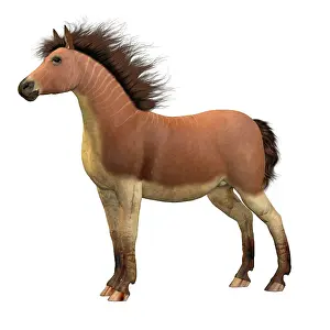 Pony: Equus scotti horse, side profile