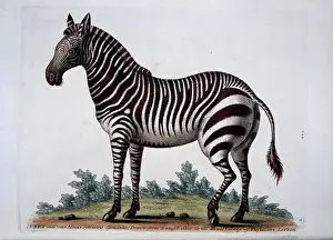 Hippomorpha: Equus sp. zebra