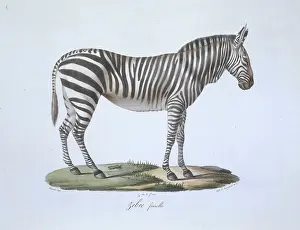 Odd Toed: Equus sp. zebra