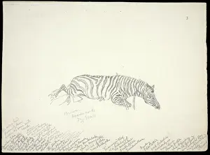 Odd Toed: Equus zebra, mountain zebra