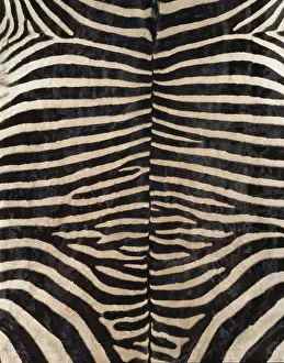 Hippomorpha: Equus zebra, zebra