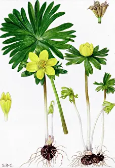 Buttercup: Eranthis hyemalis