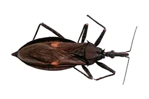 Triatominae: Eratyrus mucronatus, triatomine bug