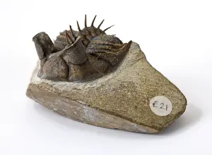 Trilobite: Erbenochile erbeni (Alberti)