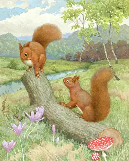 Crocuses: Two erd squirrels on a tree trunk by a river
