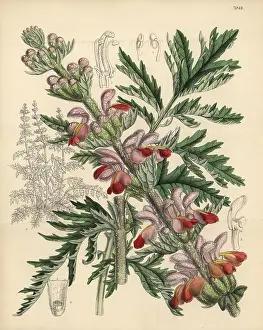 Hand Coloured: Eremostachys laciniata, native to western Asia