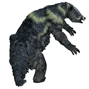 Eutheria: Eremotherium ground sloth