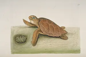 Bahamas: Eretmochelys imbricata, hawksbill turtle