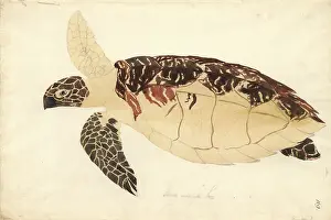 Eretmochelys: Eretmochelys imbricata, Hawksbill turtle