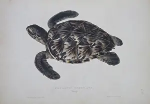 Sowerby: Eretmochelys imbricata, hawksbill turtle