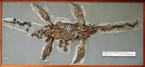 Plesiosaurus: Eretmosaurus rugosus