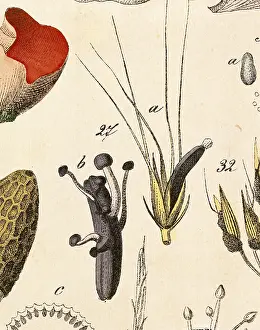 Purpurea: Ergot (Claviceps purpurea)