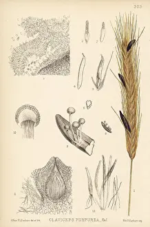 Ergot: Ergot of rye, Claviceps purpurea