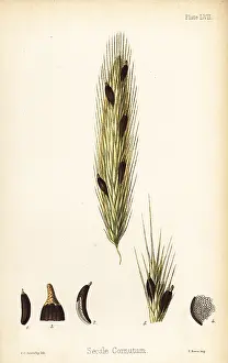 Secale: Ergot of rye, Claviceps purpurea (Secale cornutum)