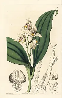 Coronaria: Eria coronaria orchid