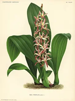 Javanica: Eria javanica orchid
