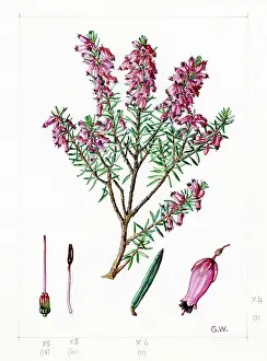 Gwen: Erica carnea - alpine heath
