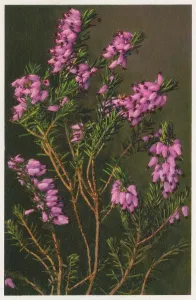 Ericaceae: Erica carnea - winter heath