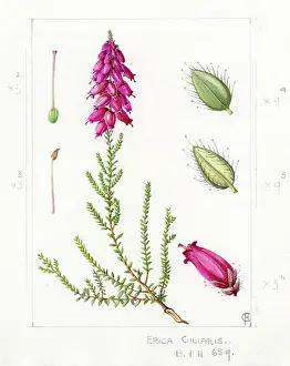 Stiff: Erica ciliaris - Dorset heath