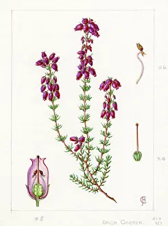 Bentham: Erica cinerea - bell heather