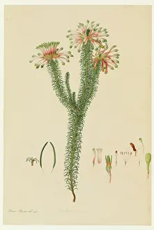 Bauer: Erica fascicularis