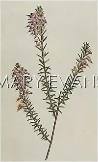 Carnea: ERICA HERBACEA / CARNEA