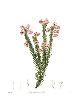 Nevitt: Erica holosericea