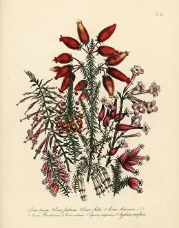 Humphreys: Erica species