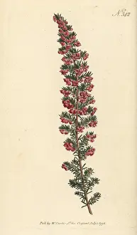 Francis Masson: Erica subdivaricata