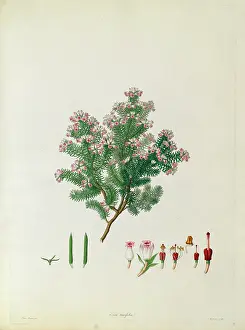 Bauer: Erica taxifolia