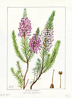 Snelling: Erica vagans - Cornish heath