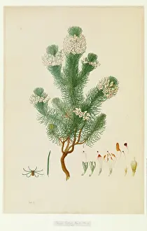 Bauer: Ericaceae
