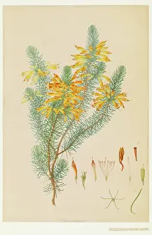 Bauer: Ericaceae