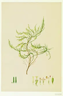 Bauer: Ericaceae