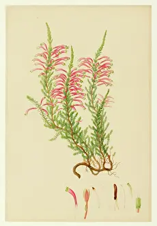 Bauer: Ericaceae
